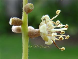  Hypanthia (Lower narrow part) and flower